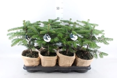 ABIES NORDMANNIANA 14Ø 45cm