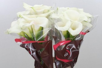Calla Capt Ventura 50cm