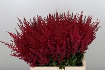 Astilbe Paul Gaarder 50cm