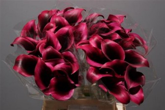 Calla Rudolph 40cm