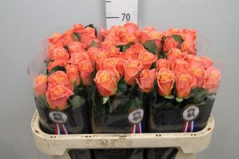 Rosa Miss Piggy 60cm