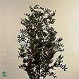Pistacia Leaves Per Bunch 50cm