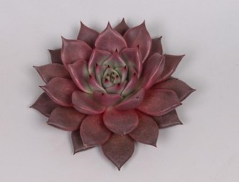 Echeveria Taurus 12Ø 2cm 1