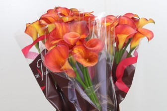 Calla Capt Trinity 60cm