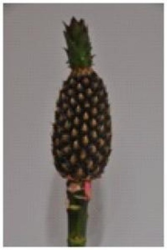 Ananas Pax 45cm