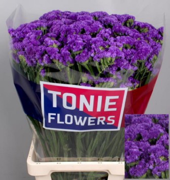 Limonium St Navy Sun Birds 60cm 30gram
