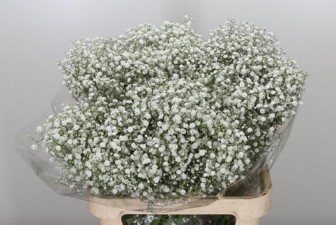 Gypsophila Xlence White 70cm 35gram