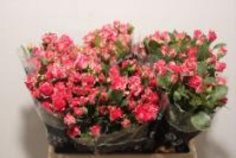 Rosa Spr Fireworks 70cm