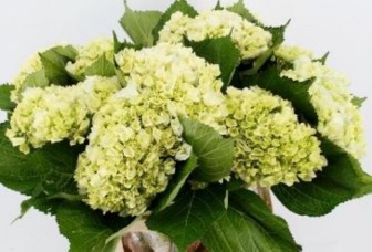Hydrangea Lima 45cm 16Ø