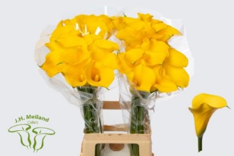Calla Gold Medal 65cm