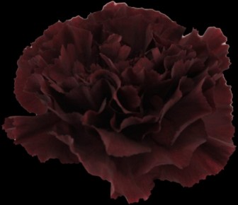 Dianthus Zurigo 50cm