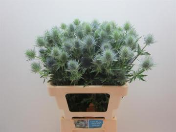 Eryngium Anita 40cm