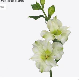 Alstr Florinca Paradiso 80cm 80gram