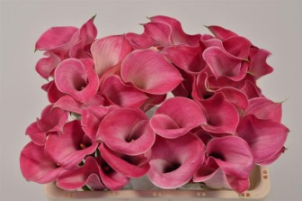Calla Denver 70cm