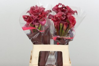 Calla Red Charm 60cm