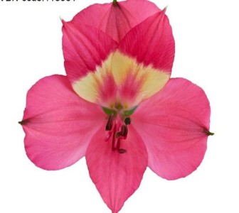 Alstr Intenz Pink 80cm 80gram