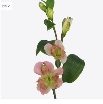 Alstr Florinca Charmelia 80cm 80gram