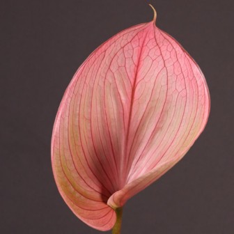 Anthurium Scoop 9Ø