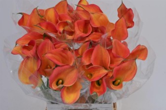 Calla Morning Sun 55cm