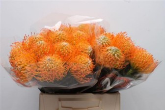 Leucospermum Ayoba Sun 60cm