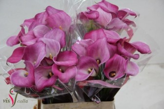Calla Fantasia 65cm