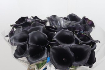 Calla Capt Beretta 80cm