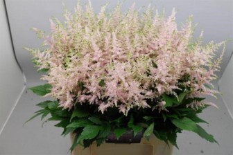 Astilbe Europa 50cm