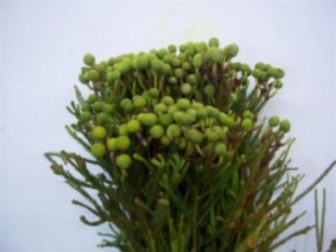 Berzelia Galpinii Baubels Bunch 50cm