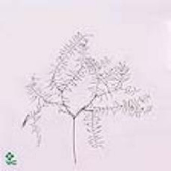 Gleichenia Coralfern