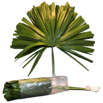 Chamaerops Leaves 50cm