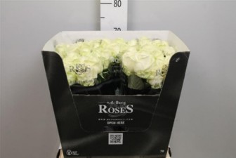 Rosa Avalanche 60cm