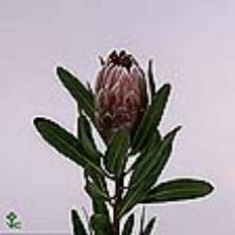 Protea Pink Ice 40cm