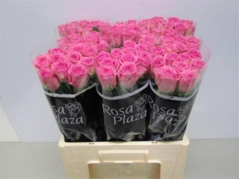 Rosa Aqua 50cm
