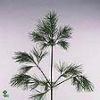 Pinus Strobus 90cm