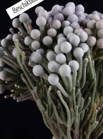 Brunia Silver Bunch 40cm