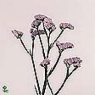 Limonium St Donau Birds 70cm 45gram
