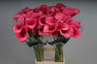 Calla Capt Romance 55cm