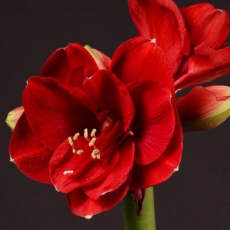 Hippeastrum Ferrari 4bl