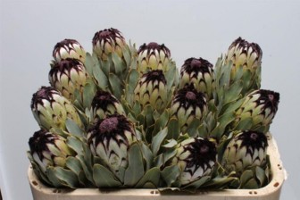 Protea Barb Niobe 70cm