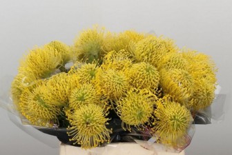 Leucospermum High Gold 70cm