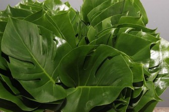 Monstera 50cm