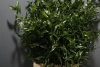 Ruscus Italian 400gram