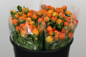 Ranunculus Elegance Orange 45cm
