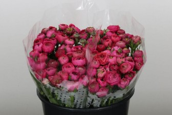 Ranunculus Elegance Hot Pink 45cm