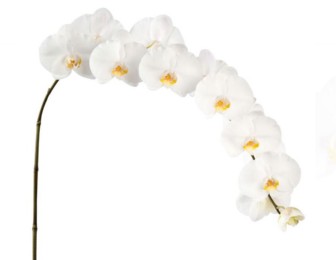 Phalaenopsis Kobe