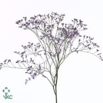 Limonium Saf Dark Blue 60cm 30gram
