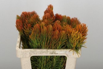 Retzia Capensis 40cm