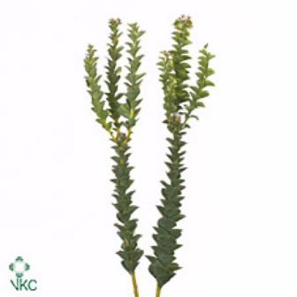 Paranomus Reflexus 40cm