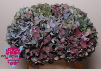 Hydrangea Pimpernel Classic 80cm 22Ø