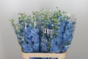 Delphinium El Dewi Boy 120cm